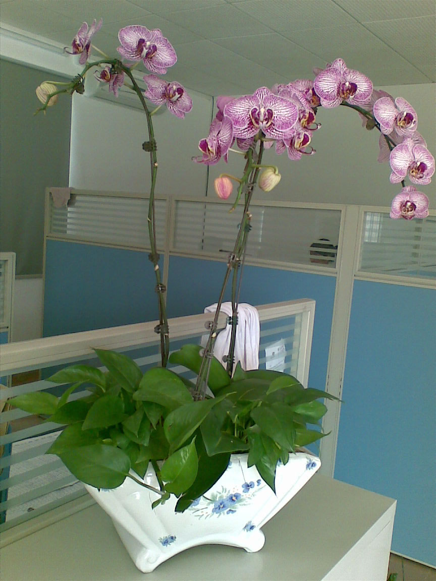 蝴蝶兰D009