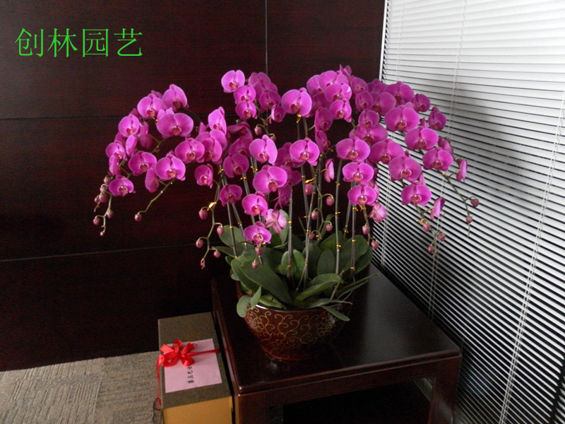 蝴蝶兰A044