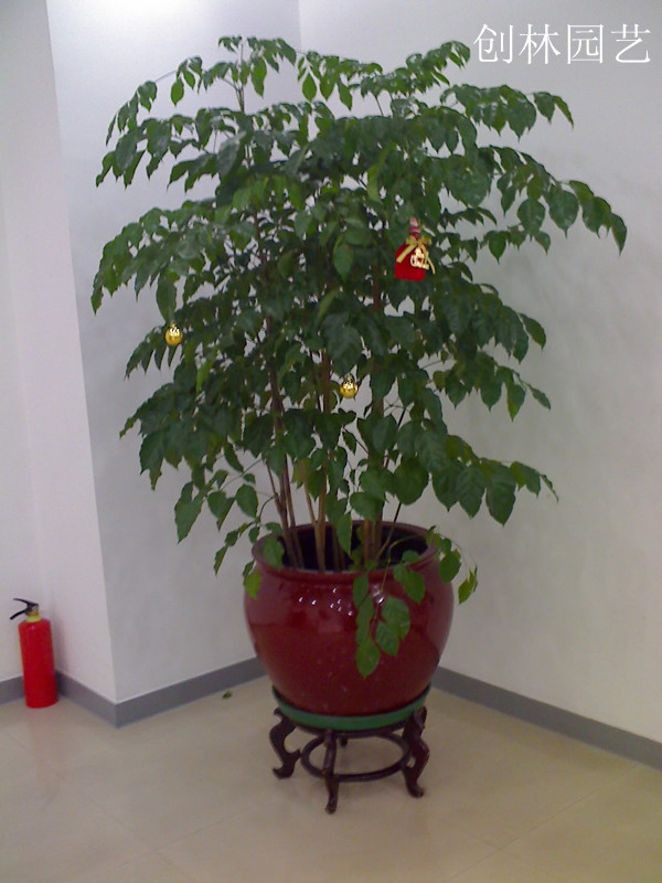 招财树D038