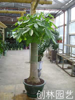 发财树（单桩）D001