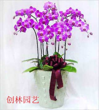 蝴蝶兰D036