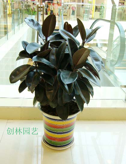 橡皮树D015