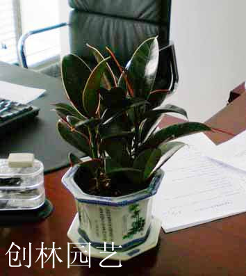 小叶橡皮树A063