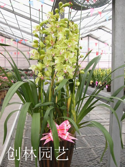大花蕙兰C038