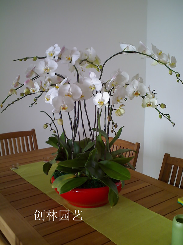 蝴蝶兰D095