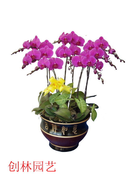 蝴蝶兰C037