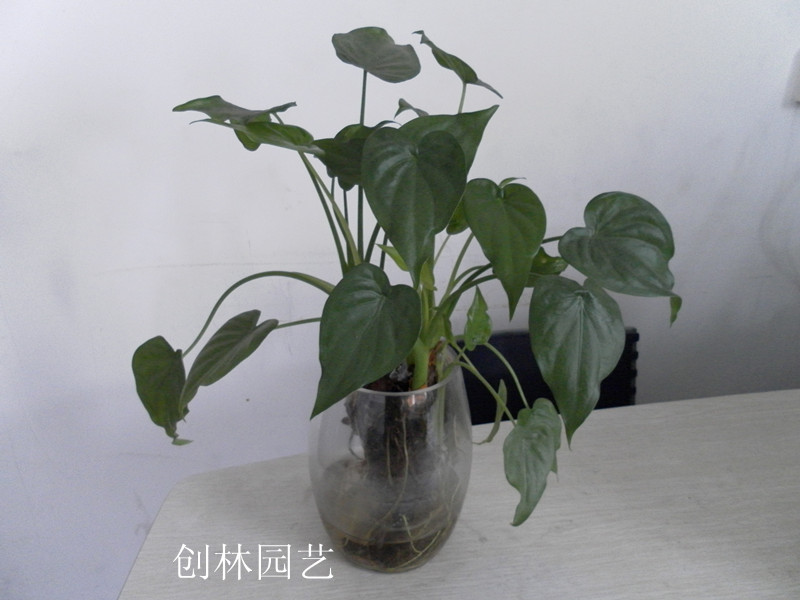 水养滴水观音E028