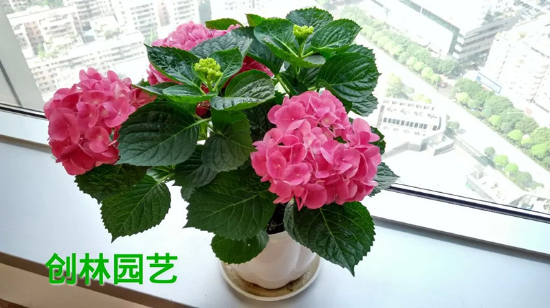 锈球花aq1