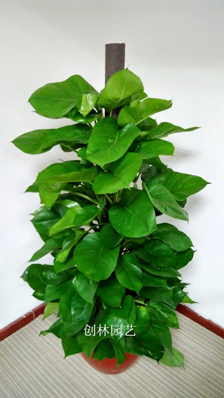 绿萝AQ09