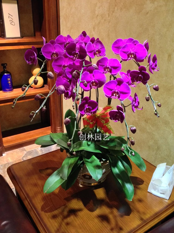 蝴蝶兰AQ29