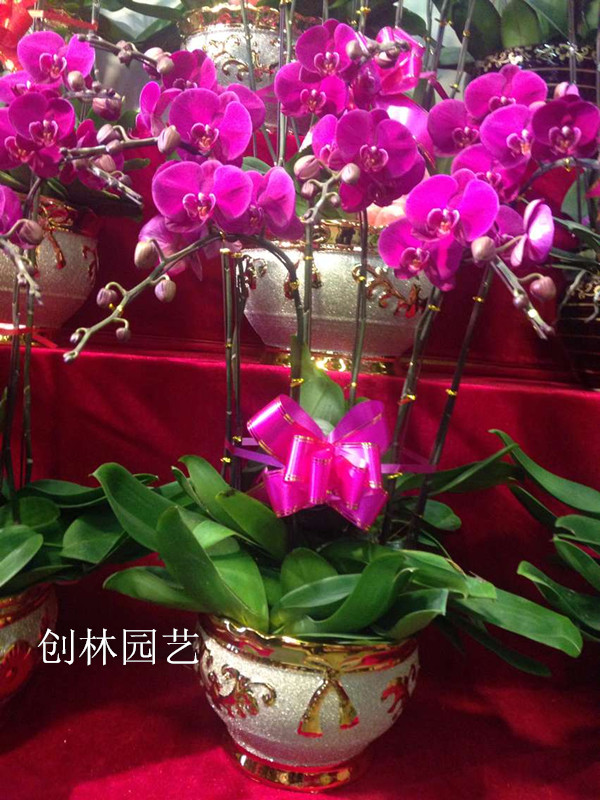 蝴蝶兰AQ22
